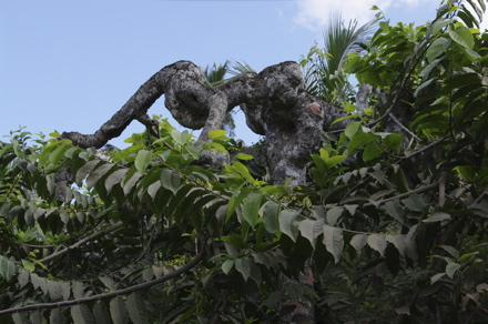 tronc et branches de l'ylang-ylang