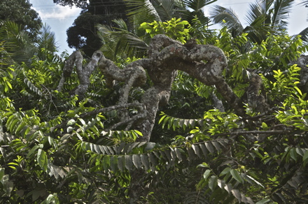 arbre d'ylang-ylang