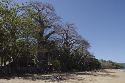 Baobabs plage N'Gouja