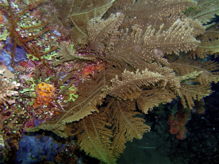 Mayotte plongée