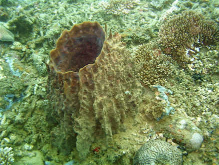 Mayotte plongée
