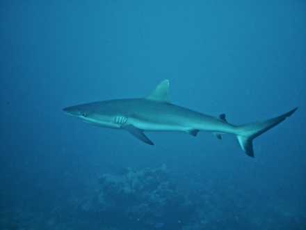 requin gris de récif