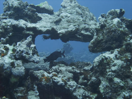 massif corallien