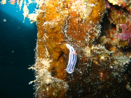 Nudibranche ou limace de mer