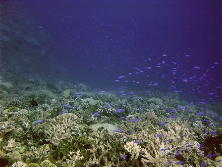descente progressive parmi les coraux et petits poissons