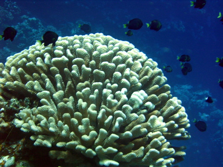 demoiselles à queue jaune et corail chou-fleur