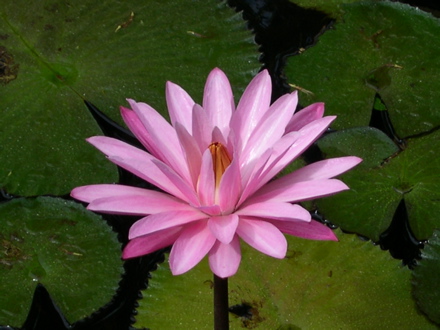 fleur de Nénuphar