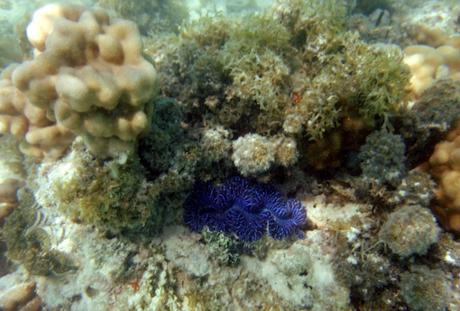 faune sous-marine, avril 2013