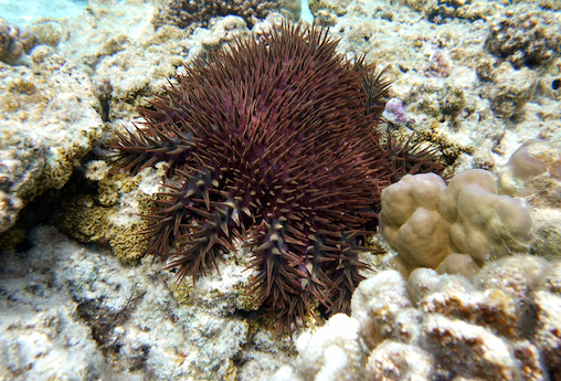 faune sous-marine, avril 2013