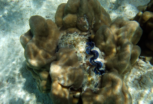faune sous-marine, avril 2013