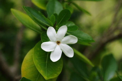 fleur de Tiare, nov 2009