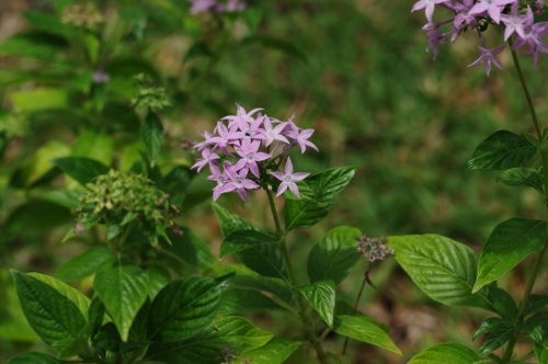 Pentas, maladrière, fleur à diable, nov 2009