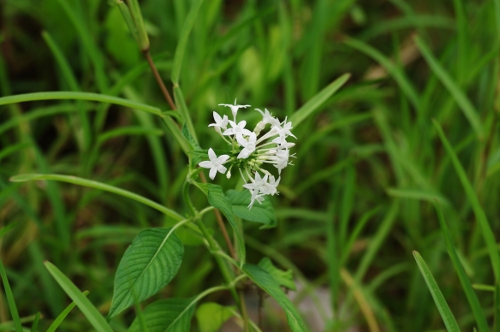 Pentas, maladrière, fleur à diable, nov 2009