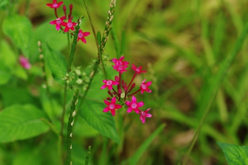 Pentas, maladrière, fleur à diable, nov 2009