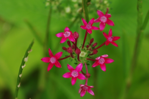 Pentas, maladrière, fleur à diable, nov 2009