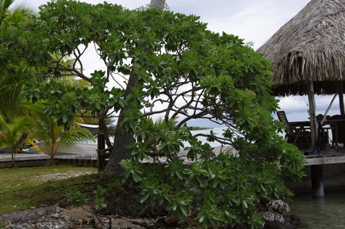 Tahinu, Tournefortia, nov 2009