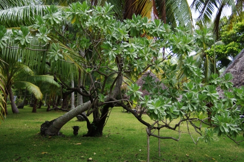 Tahinu, Tournefortia, nov 2009