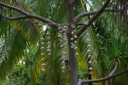 mobile local dans le pandanus, nov 2009