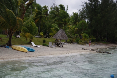 cocotiers et aito, nov 2009