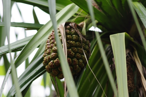 fruit du pandanus, nov 2009