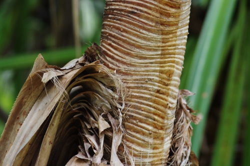 tronc du pandanus, nov 2009
