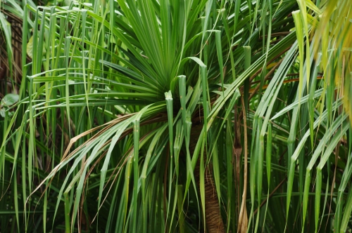 pandanus, nov 2009