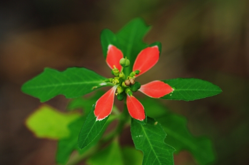 Poinsettia sauvage, nov 2009