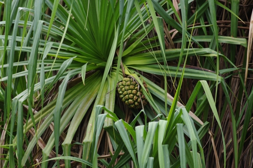 pandanus et le fruit, nov 2009
