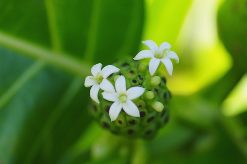 fleurs du nono, nov 2009