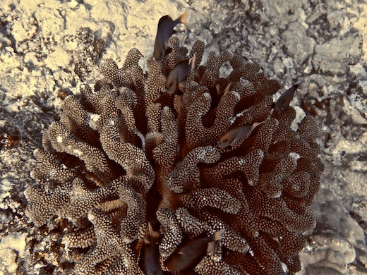 corail Acropora, juil 2010