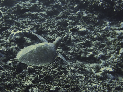 tortue, juil 2010
