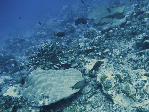coraux et poissons divers, juil 2010