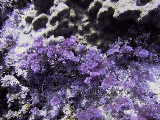 algues Asparagopsis taxiformis, juil 2010