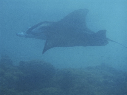 raie Manta