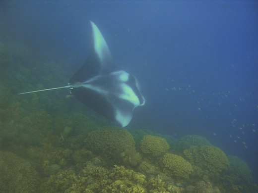 raie Manta