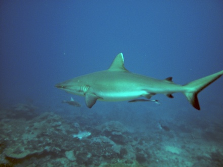 requin gris de récif, dec 2009