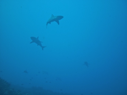 requins de la Vallée blanche, dec 2009