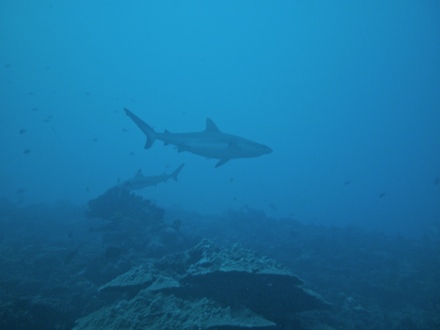 requins de la Vallée blanche, dec 2009