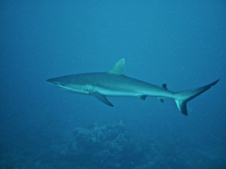 requin gris de récif, dec 2009