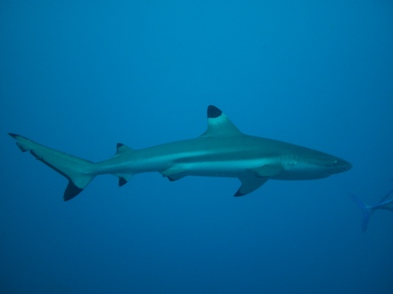 requin pointe noire, dec 2009