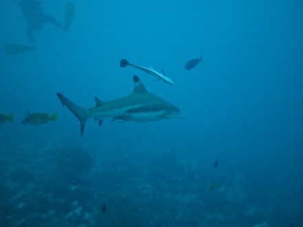 requin pointe noire, dec 2009