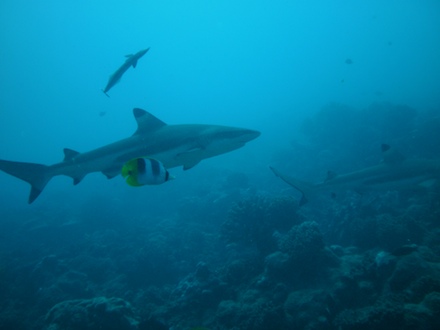 requin pointe noire, dec 2009