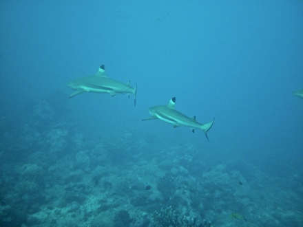 requins pointe noire, dec 2009