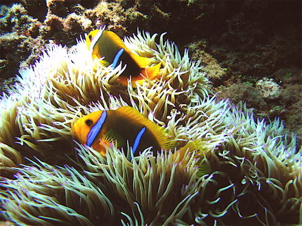 Poissons-clowns et anémone