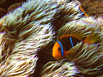Poisson-clown et anémone