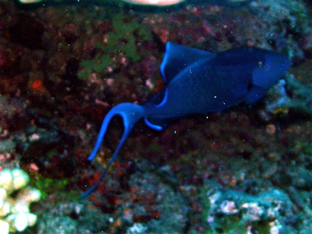 Baliste bleu