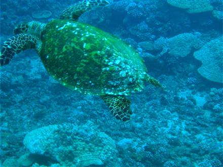 tortue à bec