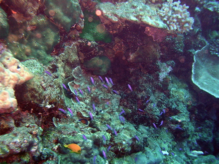 petite colonie d'Anthias