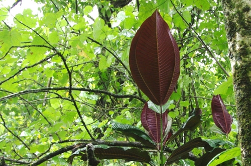 Miconia, nov 2009