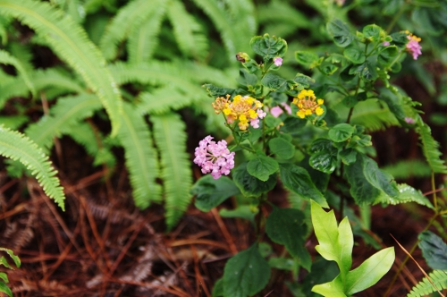 fougères et Lantana, nov 2009